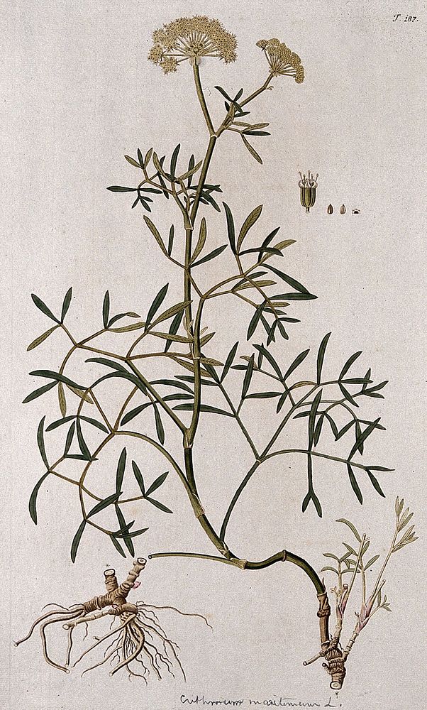 Sea samphire (Crithmum maritimum L.): flowering stem with separate root, flower and fruit. Coloured engraving after F. von…