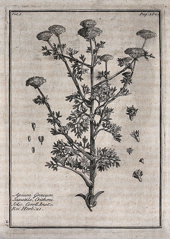 A plant (Apium graecum): flowering stem with floral segments. Etching, c. 1718, after C. Aubriet.