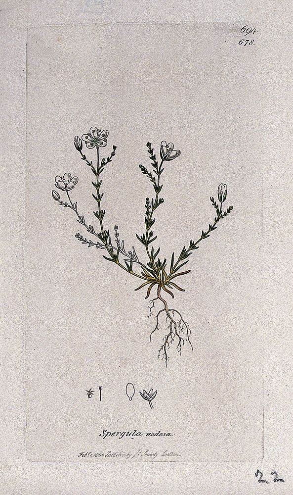Pearlwort (Sagina nodosa): flowering plant and floral segments. Coloured engraving after J. Sowerby, 1800.