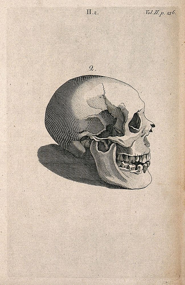 Human skull: side view. Line engraving, 1780/1800.