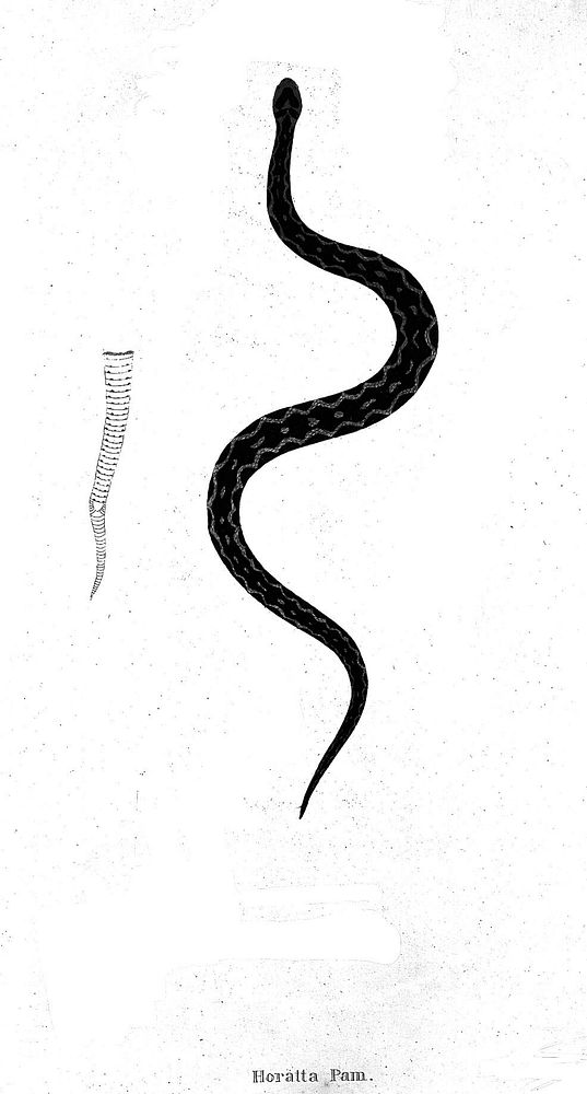 An Indian snake of the Boa genus, Horatta Pam. Engraving by W. Skelton, ca. 1796.
