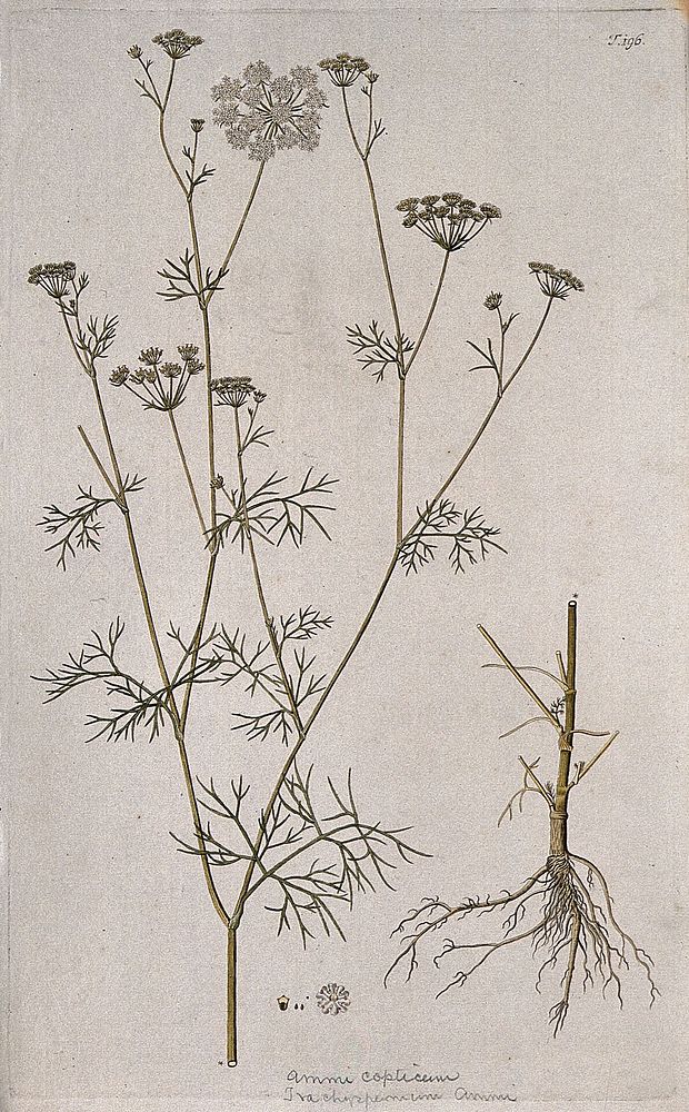 Ammi (Trachyspermum ammi (L.) Sprague): flowering stem with separate root, flower, fruit and seed. Coloured engraving after…