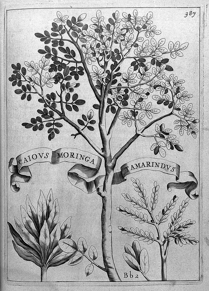 Flora, seu de florum cvltvra lib. IV / [Giovanni Battista Ferrari].