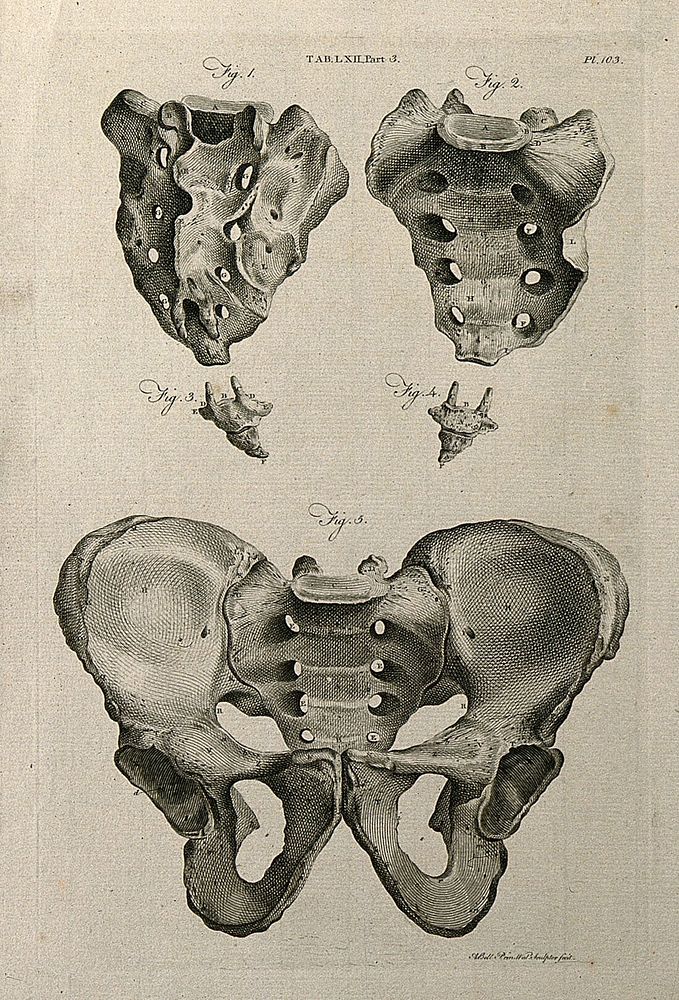 The sacrum and pelvis: five views. Line engraving by A. Bell after J.-J. Sue, 1798.