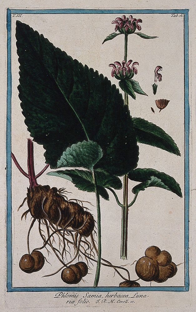 A plant (Phlomis sp.): flowering stem with separate leaf, rootstock, floral and fruit segments and seed. Coloured etching by…