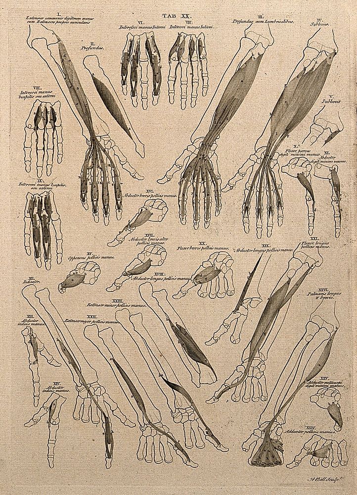 Muscles of the forearm and hand: 25 figures. Line engraving by A. Bell after B.S. Albinus, 1777.
