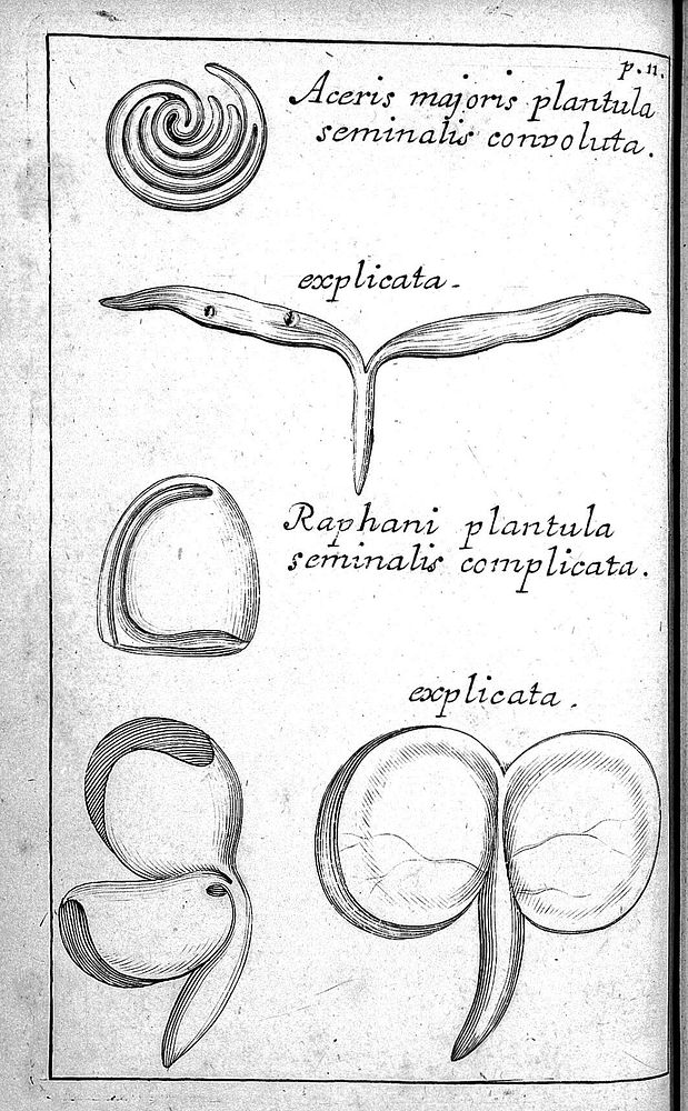 Methodus plantarum nova, brevitatis et perspicuitatis causa synoptice in tabulis exhibita. Cum notis generum tum summorum…