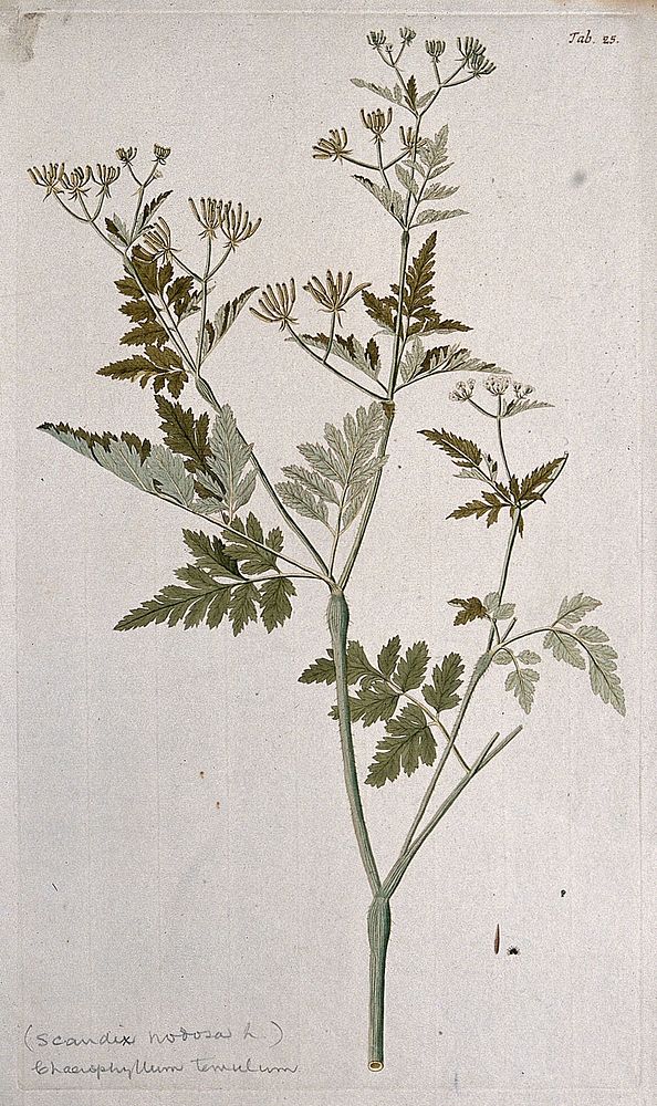 A species of the genus Chaerophyllum: flowering and fruiting stem with separate fruit and seed. Coloured engraving after F.…