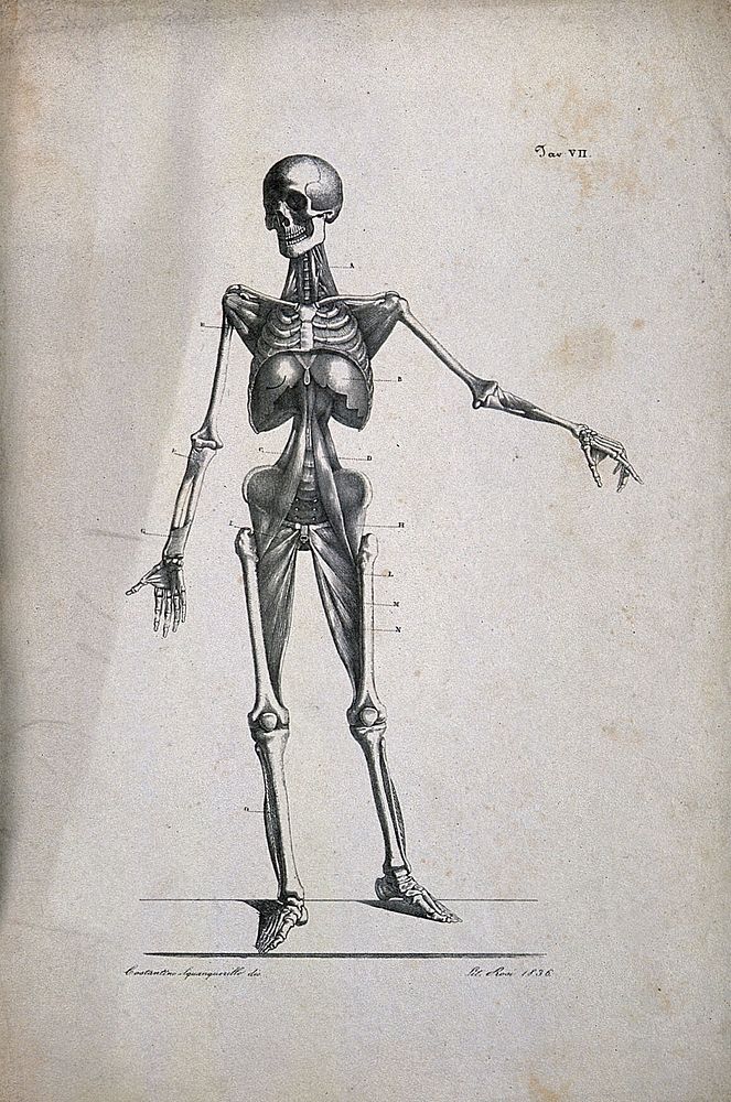 An écorché figure showing bones, with left arm extended, seen from the front. Lithograph by Rosi after C. Squanquerillo…