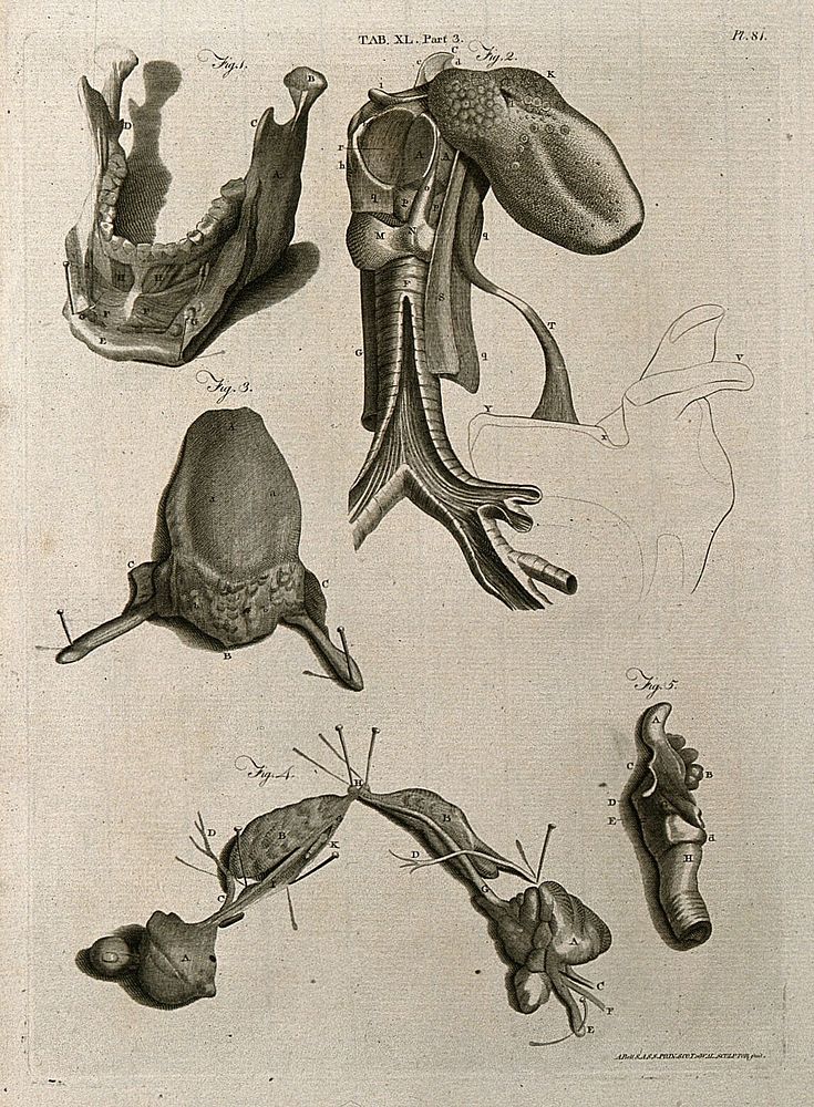 Parts of the jaw, tongue and larynx: five figures. Line engraving by A. Bell after W. Cowper and G.B. Morgagni, 1798.