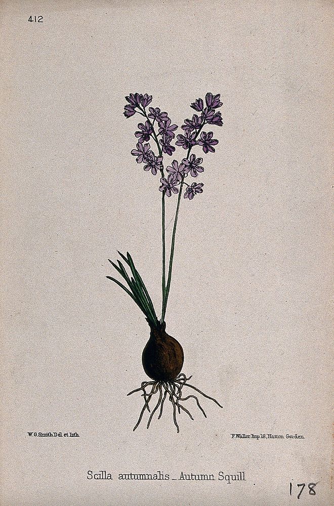 Autumn squill (Scilla autumnalis): entire flowering plant. Coloured lithograph by W. G. Smith, c. 1863, after himself.