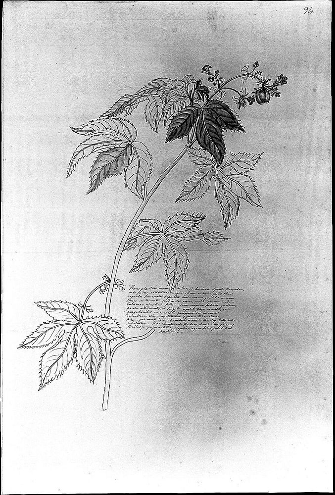 An American castor-bean plant (Ricinus americanus). Drawing by Thomas Malie, ca. 1730.