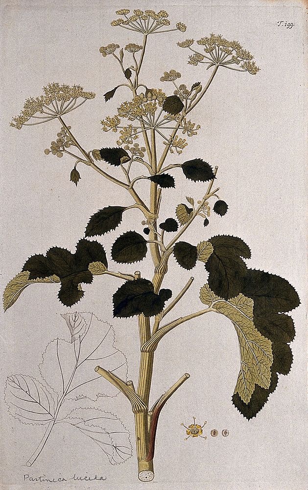 A plant (Pastinaca lucida) related to parsnip: flowering and fruiting stem with separate flower, fruit and uncoloured leaf.…