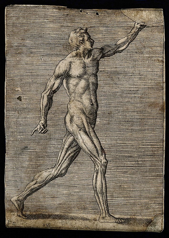 A male écorché figure, lateral view seen from the right, striding towards right, holding disc. Engraving by G. Bonasone, 155…