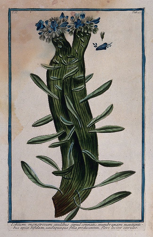 A species of Echium: flowering stem with separate floral sections. Coloured etching by M. Bouchard, 1774.