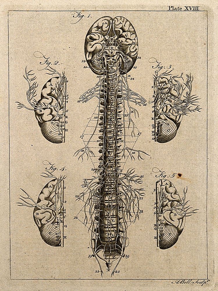 Nervous system: five figures, showing the nerves, brain and spine. Line engraving by A. Bell after Eustachius, 1771/1783.