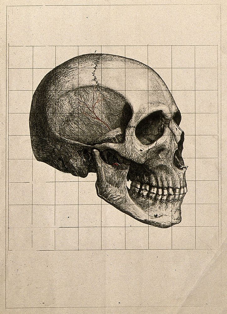 Human skull, seen in profile, with blood vessels indicated in red. Etching with watercolour by A. von Perger, ca. 1850.