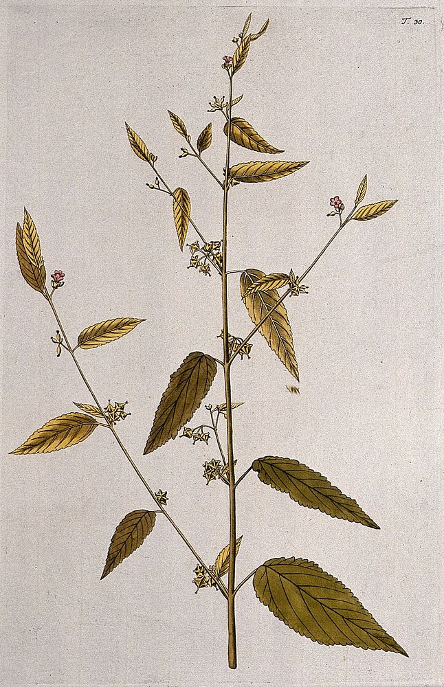 Melochia pyramidata L.: flowering and fruiting stem. Coloured engraving after F. von Scheidl, 1770.