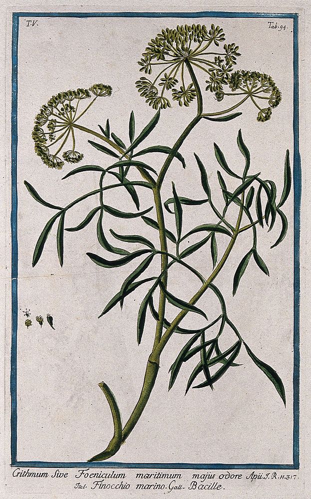 Sea samphire (Crithmum maritimum L.): flowering and fruiting stem with separate fruit and floral segments. Coloured etching…