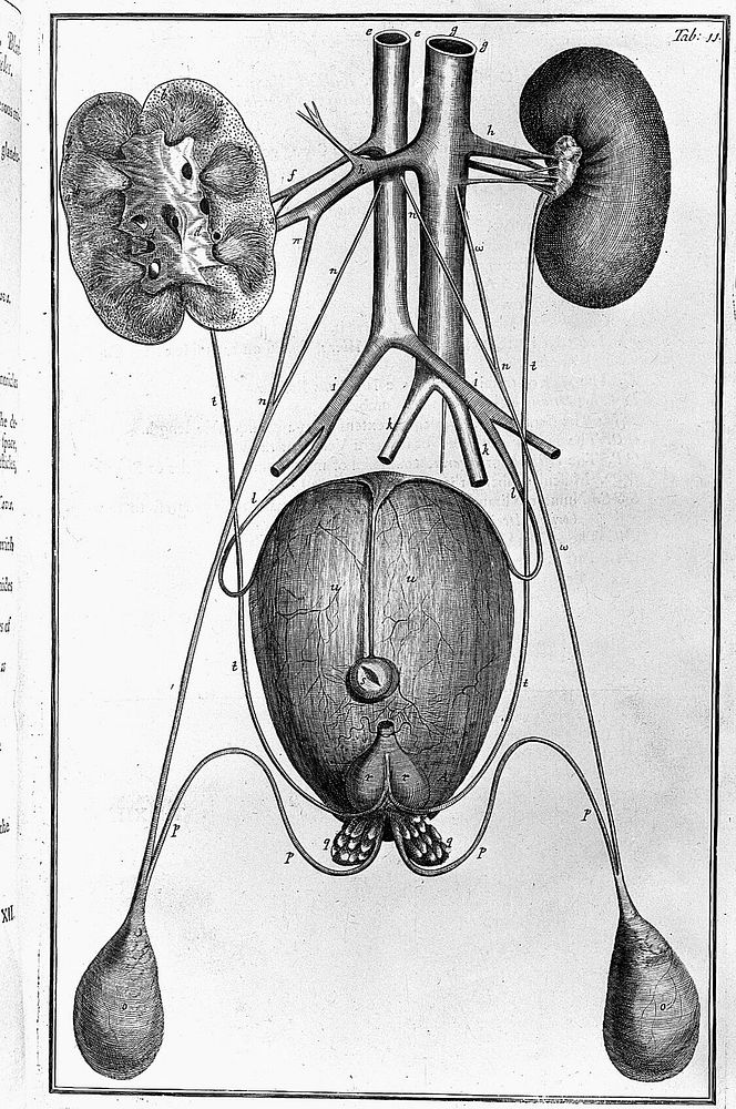 A systeme of anatomy, treating of the body of man, beasts, birds, fish, insects, and plants ... Illustrated with many…