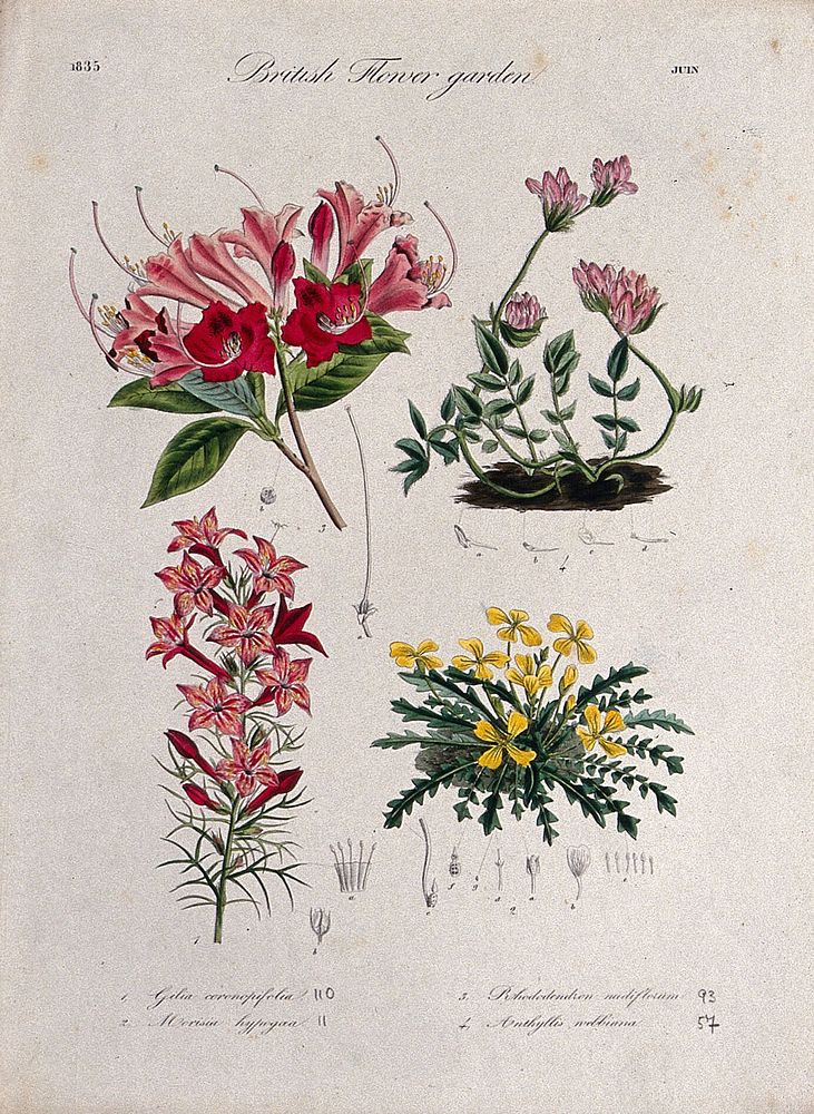 Four British garden plants, including a rhododendron: flowering stems and floral segments. Coloured etching, c. 1835.