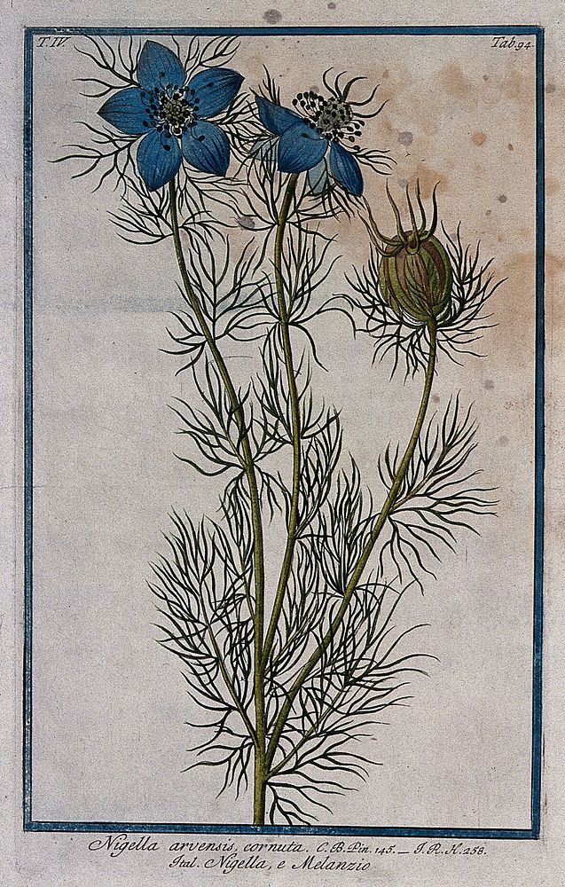 A plant (Nigella arvensis) related to black cummin: flowering and fruiting stem with seeds. Coloured etching by M. Bouchard…