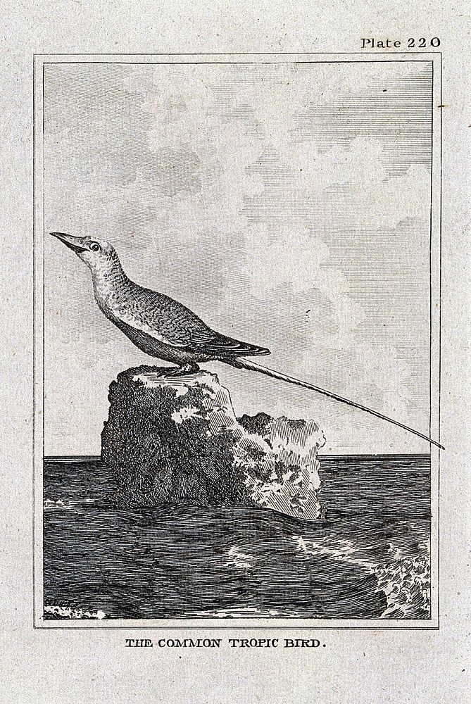 A common tropic bird. Etching with engraving.