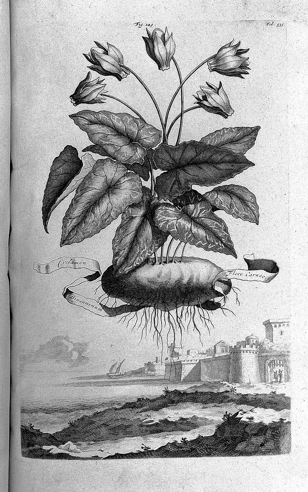 Phytographia curiosa, exhibens arborum, fruticum, herbarum et florum icones, ducentis & quadraginta quinque tabulis ad vivum…