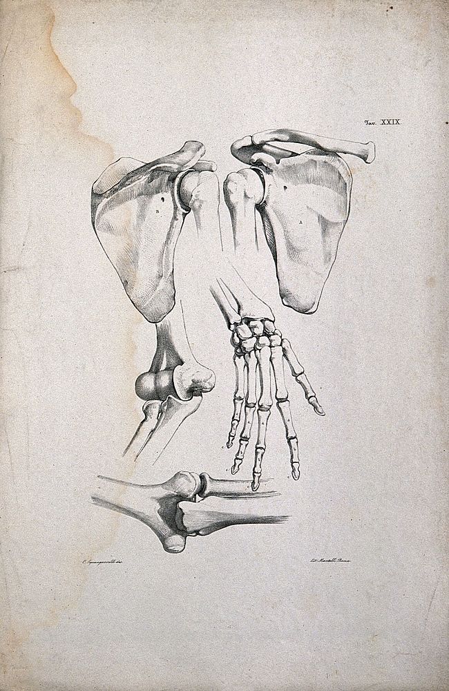 Bones of the shoulder, arm and hand: four figures. Lithograph by Martelli after Squanquerillo, ca. 1838.