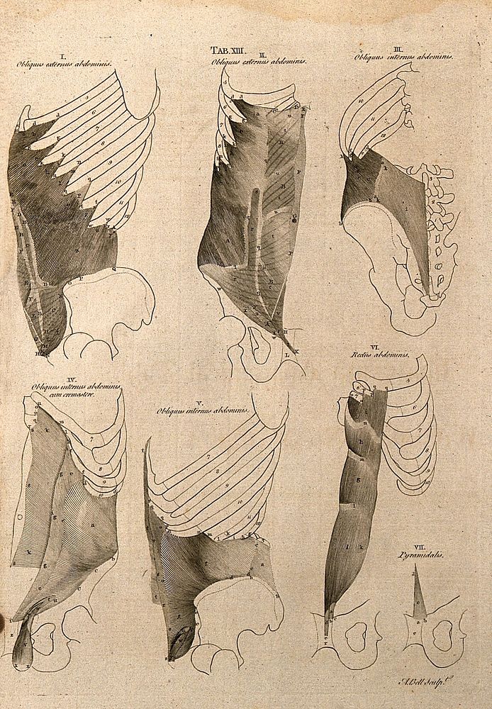 Muscles around the ribcage and pelvis: 7 figures. Line engraving by A. Bell after B.S. Albinus, 1777.