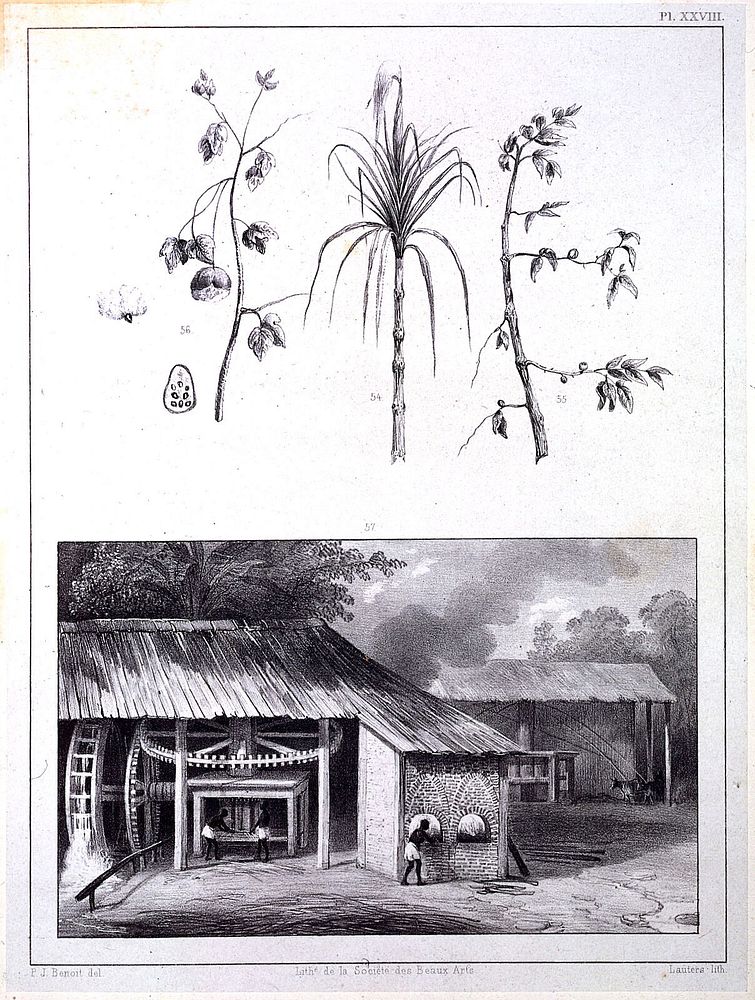 Voyage à Surinam. Description des possessions néerlandaises dans la Guyane / Par P.J. Benoit. Cent dessins pris sur nature…