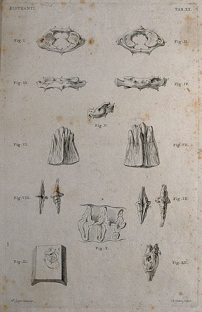 Bones of an elephant: twelve figures showing details of bones. Etching by R. Vinkeles 1787/1800 , after P. Camper, ca. 1787.