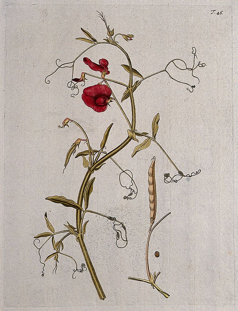 Tangier pea (Lathyrus tingitanus L.): flowering and fruiting stem with separate mature fruit and seed. Coloured engraving…