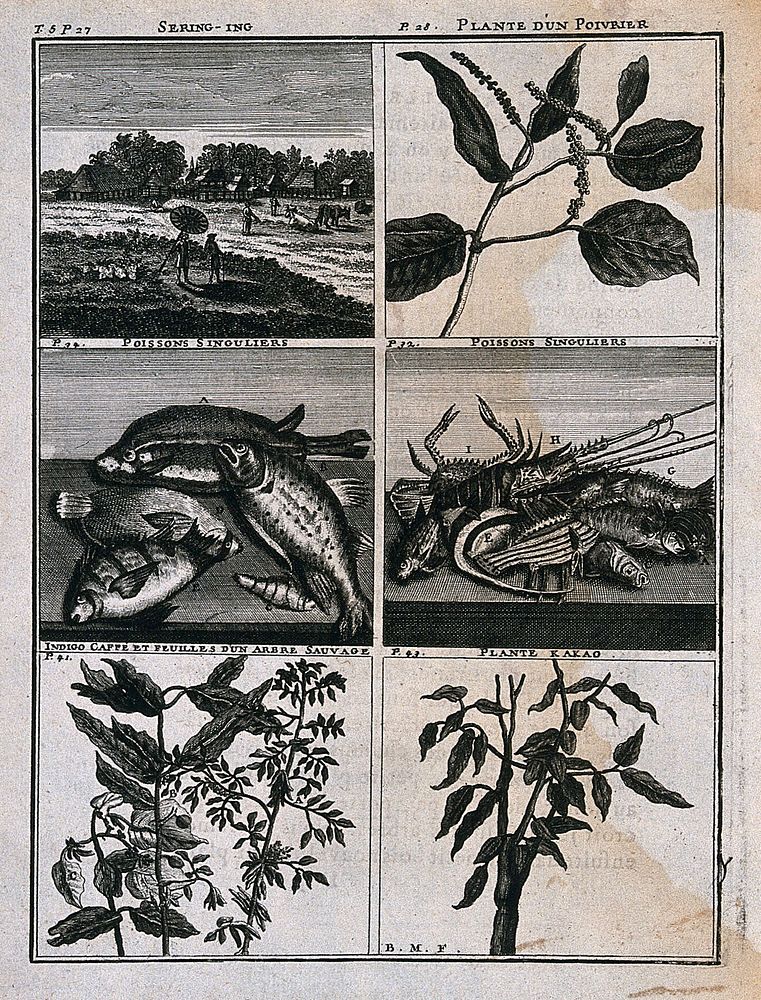 Plants, fish and a landscape from the East Indies, including pepper, cocoa, indigo and coffee plants. Line engraving after…