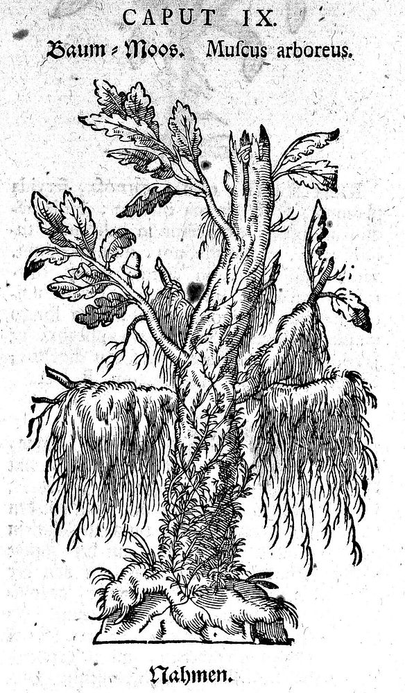 T. Zuinger, Theatrum Botanicum.