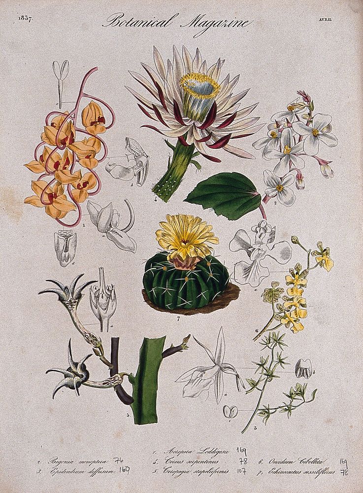 Seven plants, including three orchids and two cacti: flowering stems and floral segments. Coloured etching, c. 1837.