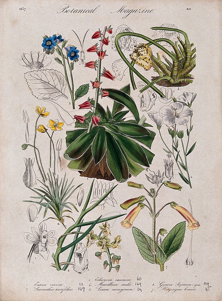 Seven garden plants, including two orchids: flowering stems and floral segments. Coloured etching, c. 1837.