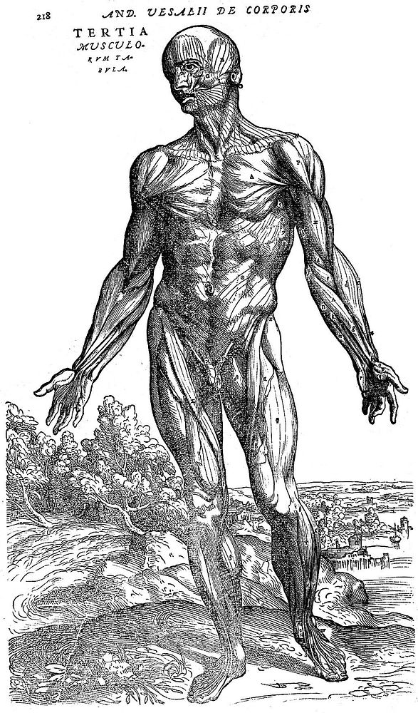 De humani corporis fabrica libri septem / [Andreas Vesalius].