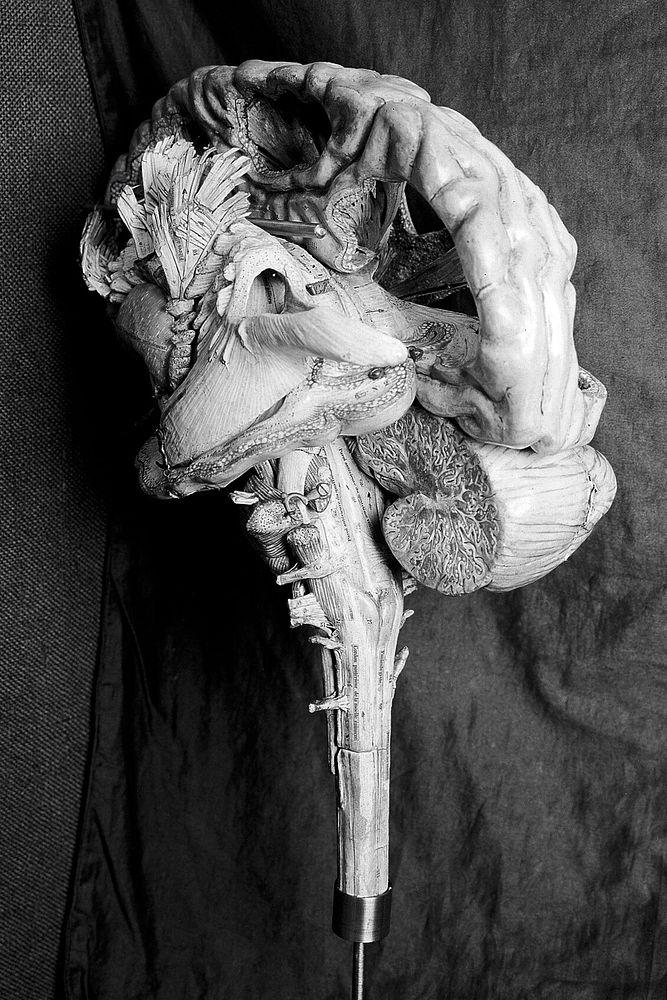 Anatomical model of human brain, paper mache, French, 19th century