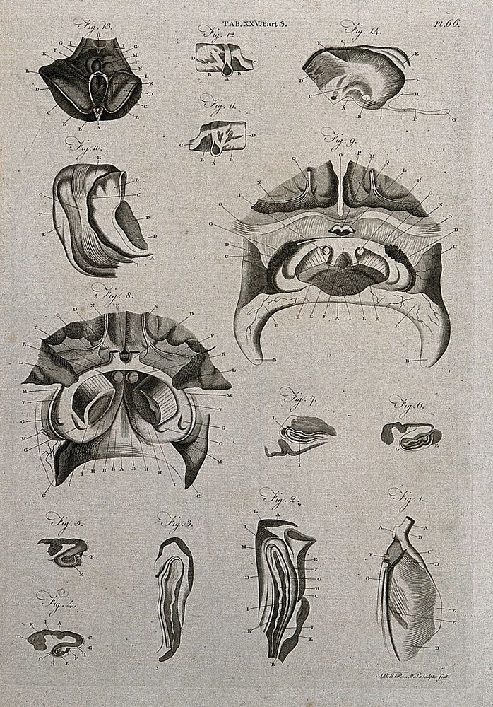 The brain: fourteen sections. Line engraving by A. Bell after F. Vicq-d'Azyr, 1798.