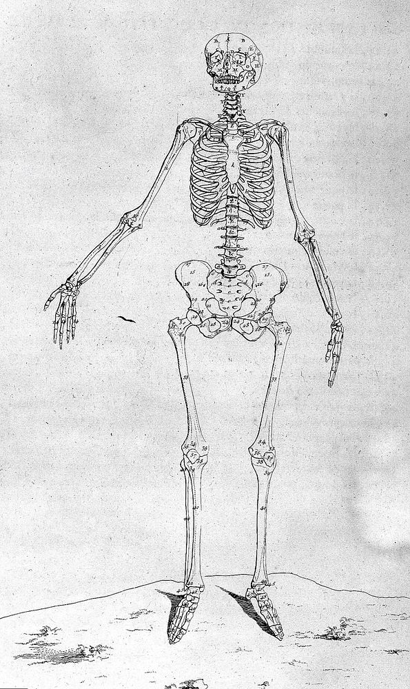 Traité d'ostéologie, traduit de l'anglois de M. Monro, professeur d'anatomie, et de la Société Royale d'Edimbourg: où l'on a…