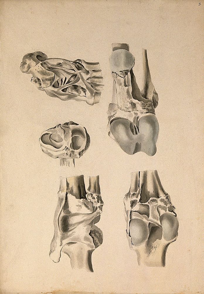 Ligaments of the lower limb. Ink and watercolour, 1830/1835, after W. Cheselden, ca. 1733.