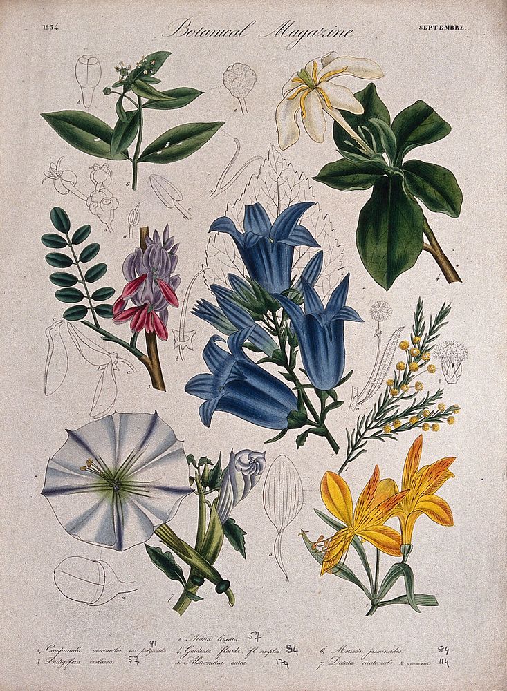 Seven garden plants, including a Cape jasmine: flowering stems and floral segments. Coloured etching, c. 1834.