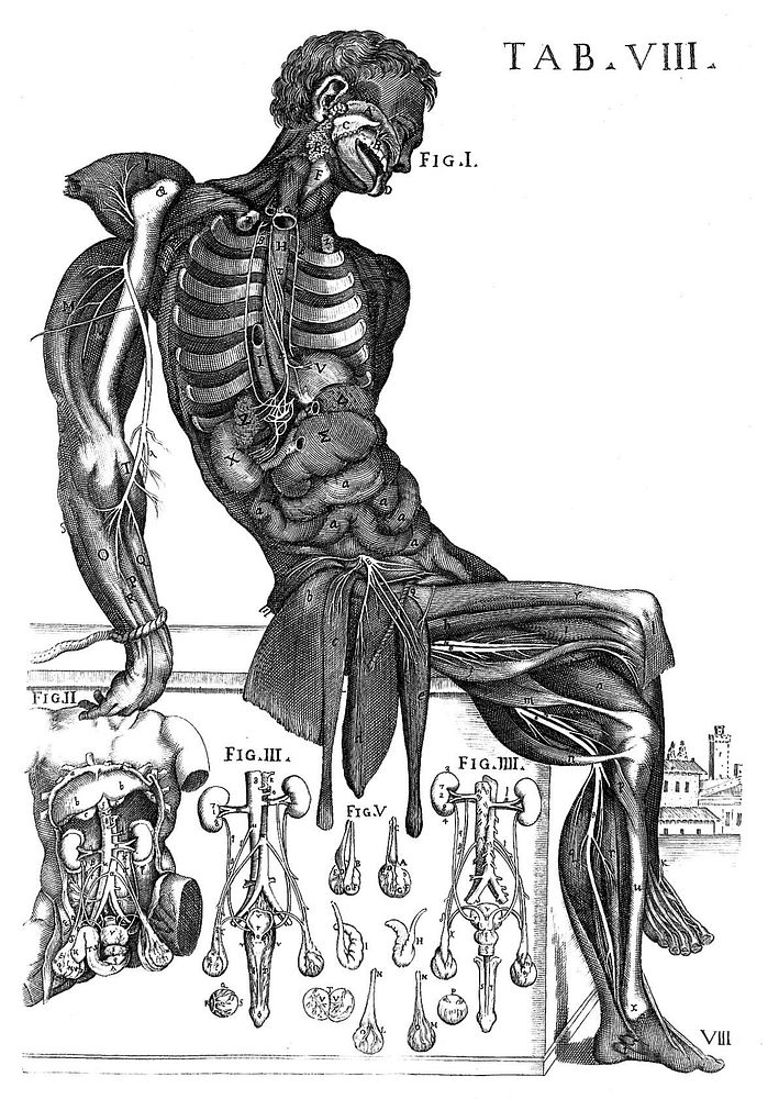 Tabulae anatomicae a ... P.B. ... delineatae, & egregie aeri incisae. Nunc primum prodeunt / et a Cajetano Petrioli ...…
