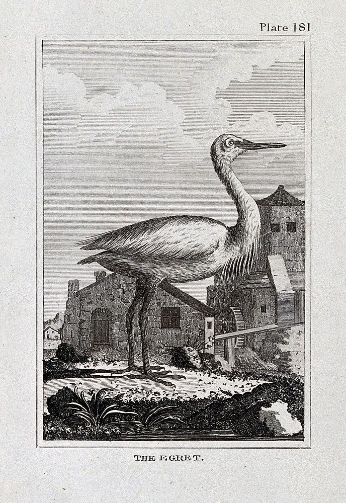 An egret. Etching with engraving.