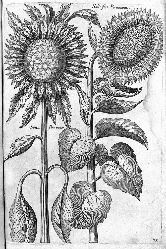 Florilegium novum ... New Blumbuch, darinnen allerhand schöne Blumen und frembde Gewächs, mit ihren Wurtzeln und Zwiebeln…