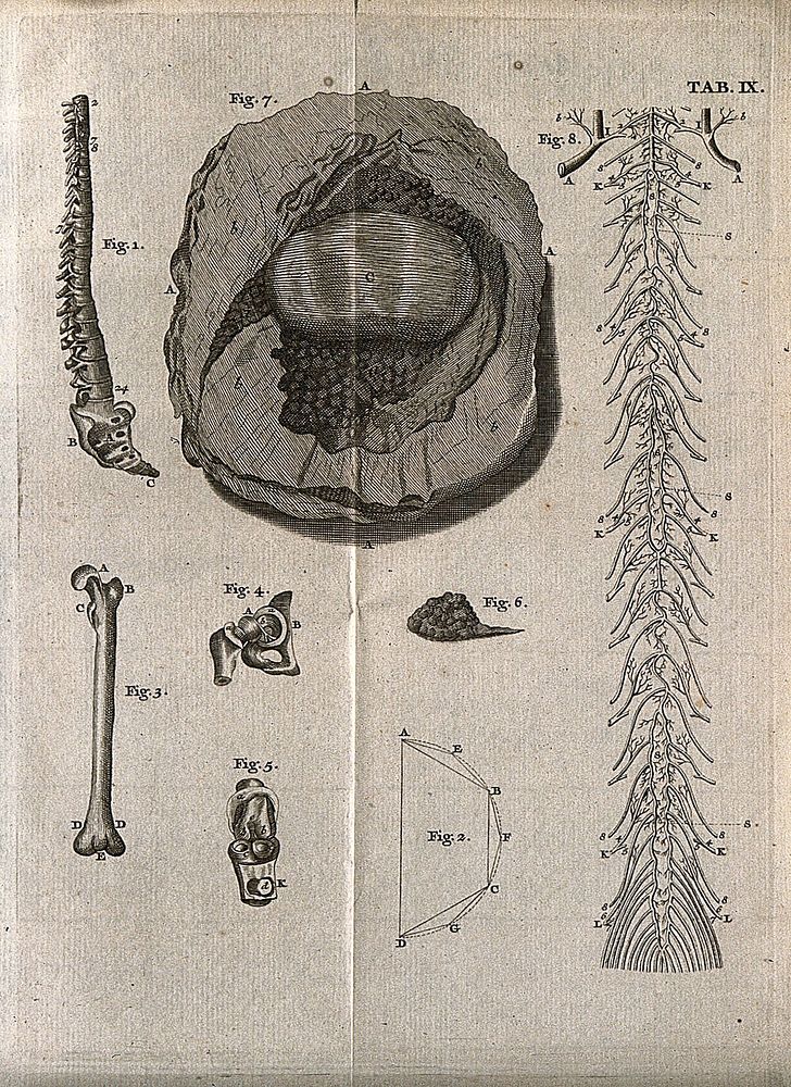 Spinal column, femur, joints, and nerves. Engraving, 18th century.