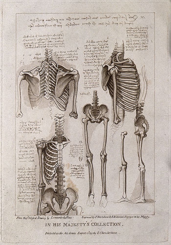 Skeleton of thorax, pelvis, arms and legs: six figures. Engraving by Francesco Bartolozzi, 1796, after Leonardo da Vinci.
