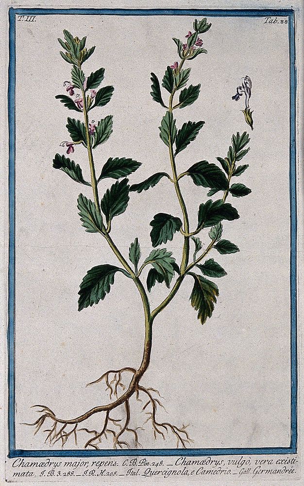 Wall germander (Teucrium chamaedrys L.): entire flowering plant with separate flower. Coloured etching by M. Bouchard, 1775.