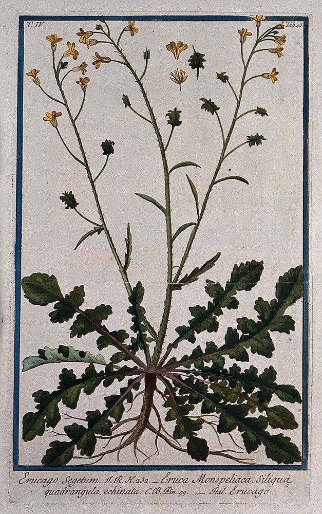 Bunias erucago L.: entire flowering and fruiting plant with separate floral segments and fruit. Coloured etching by M.…